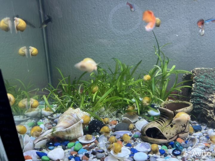 Улитки ампулярии