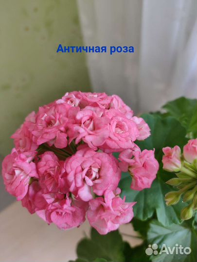 Пеларгония герань