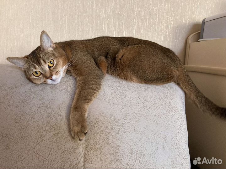 Кошка в добрые руки