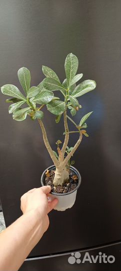 Адениум микс