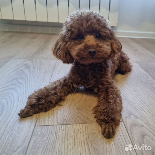 Вязка той пудель (кобель)