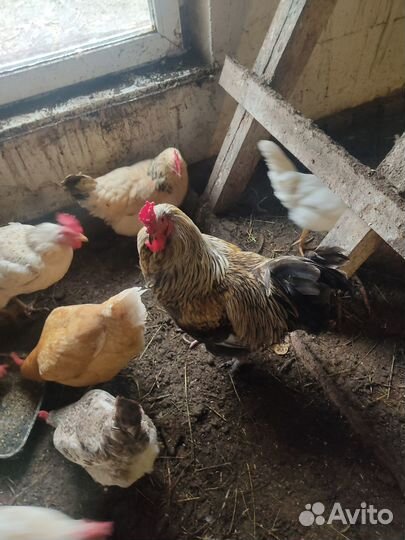 Продаю петуха