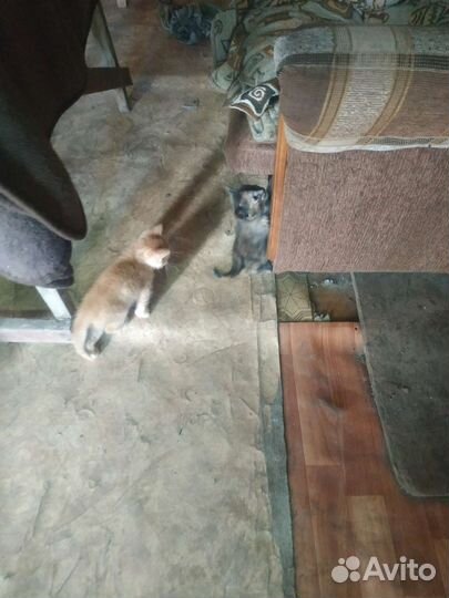 Котенки и кошечки бесплатно