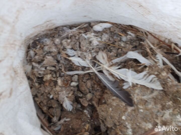 Голубиный помёт