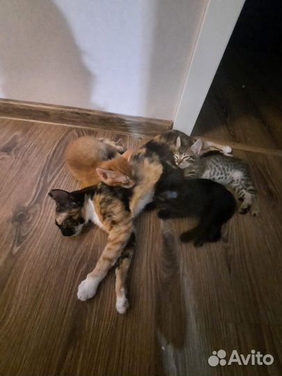 Шикарные котята от умнейшей красавицы кошки