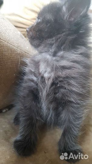 Котята,помесь британца, в дар