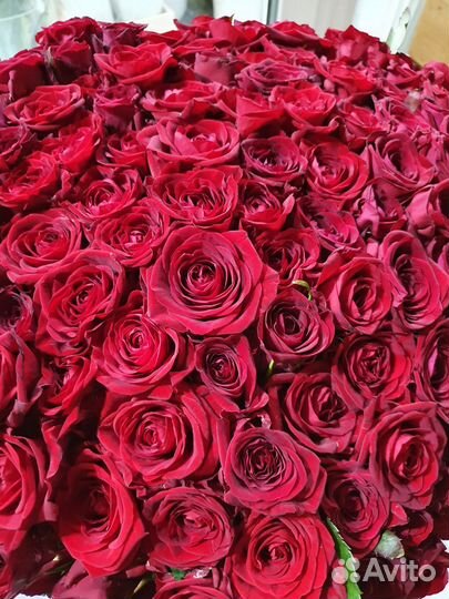 Букет 101 роза 70см рост