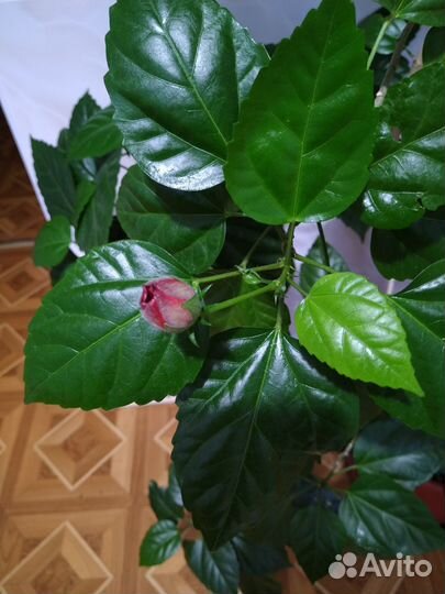 Гибискус китайская роза махровый