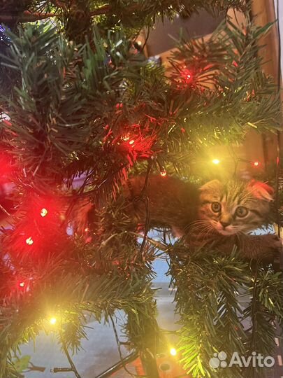 Кошка(мальчик)