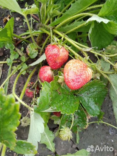 Клубника свежая ягода салаир