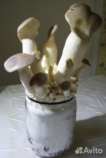 Семена, Мицелий Вешенки королевской, семена грибов