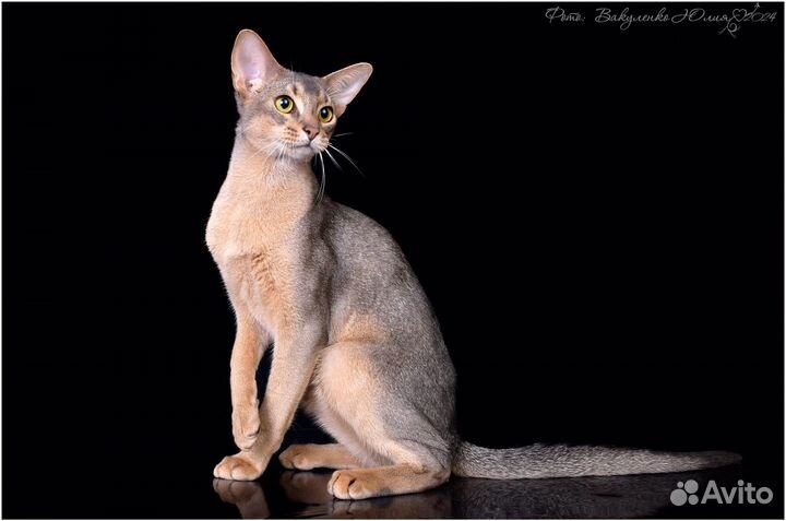 Абиссинская