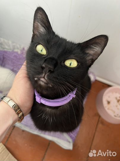 Кошечка ищет дом