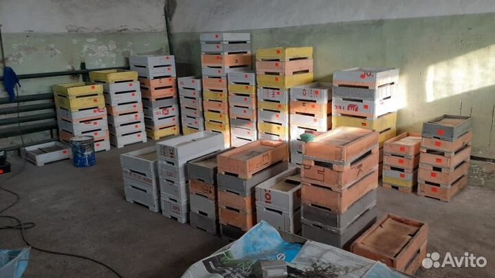 Червь дендробена