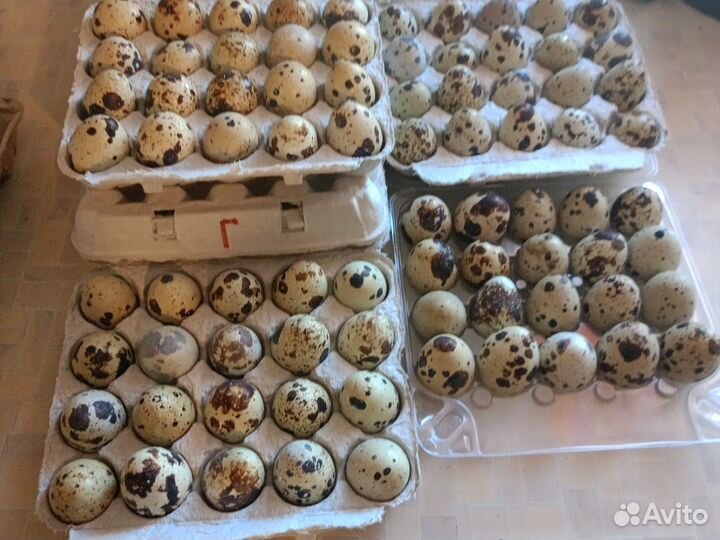 Яйца перепелиные инкубационное