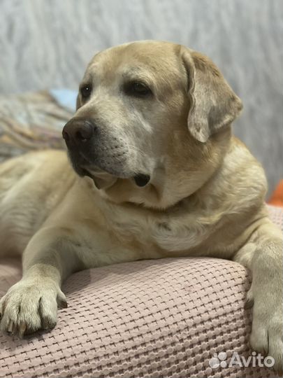 Лабрадор. Вязка