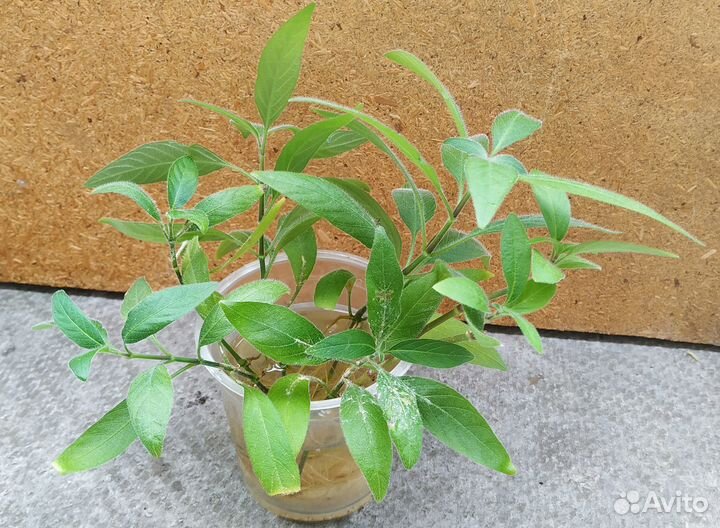 Руэллия, комнатное растение, черенки с корнями