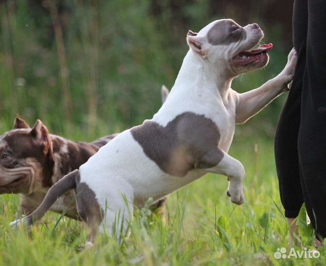 Американский булли