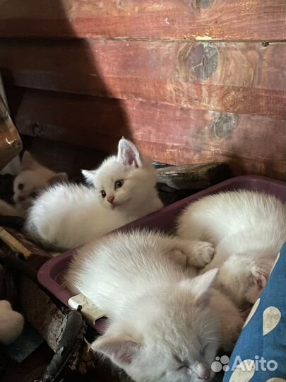 Котята в добрые руки