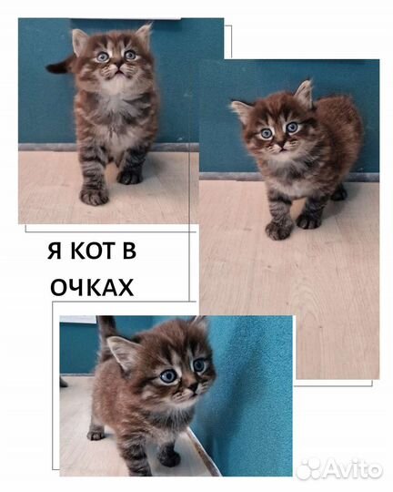 Котёнок котята кошка кот котик