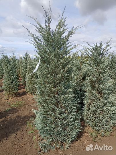 Можжевельник скальный