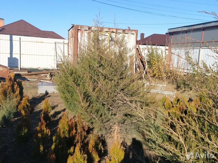 Можжевельник вергинский