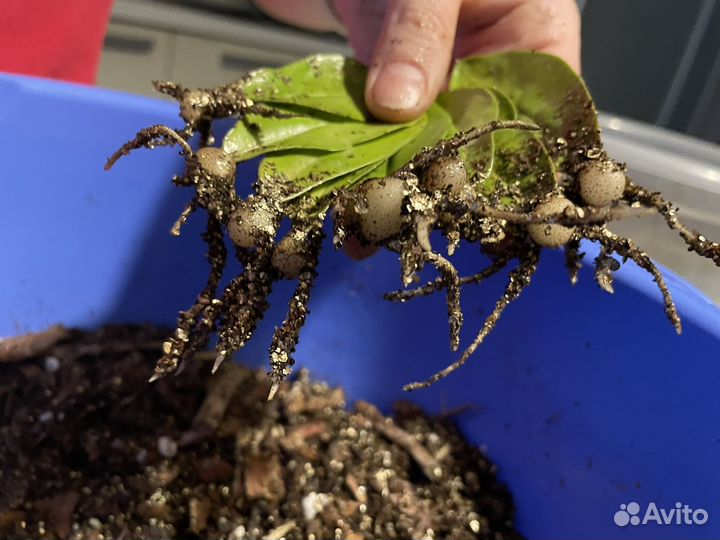 Замиокулькас