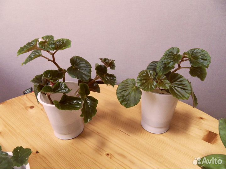 Спатифиллум Мята Хлорофитум Традесканция Кактус