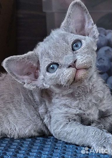 Девон-рекс малыши