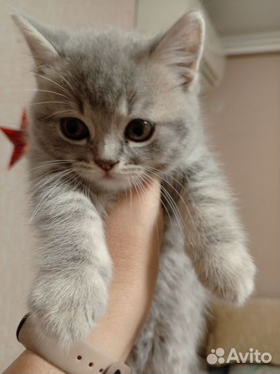 Шотландская вислоухая кошка бесплатно