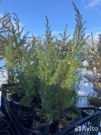 Можжевельник Скайрокет, Виргинский, Казацкий