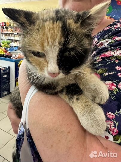 Кошка