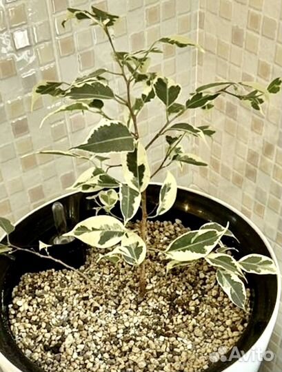 Фикус Бенджамина пестролистный