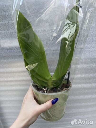 Лиодора арома