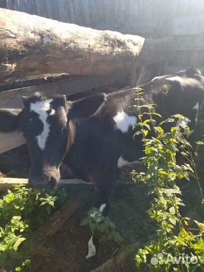 Телочка 4 мес