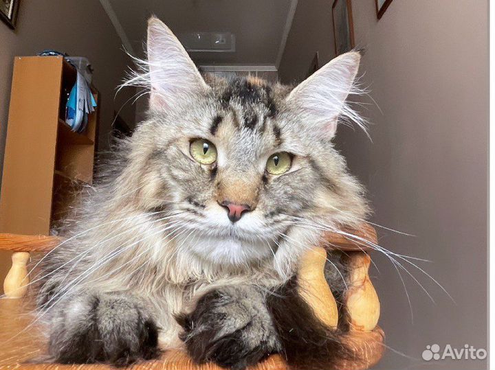 Мейн кун девочка