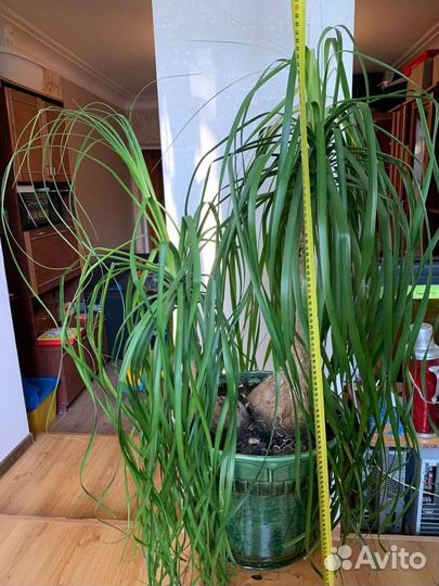 Бокарнея (Beaucarnea) - Нолина (Nolina)