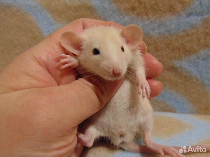 Крысы, крысята - дамбики, клетки, гамак