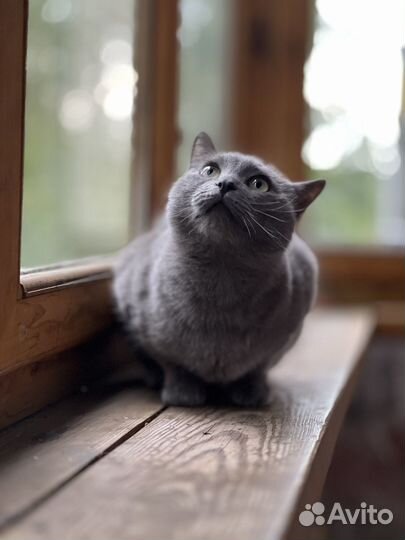 Русская голубая кошка в добрые руки