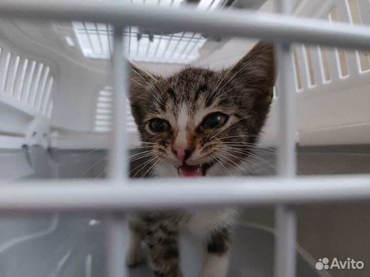 Котёнок Юнга ищет дом