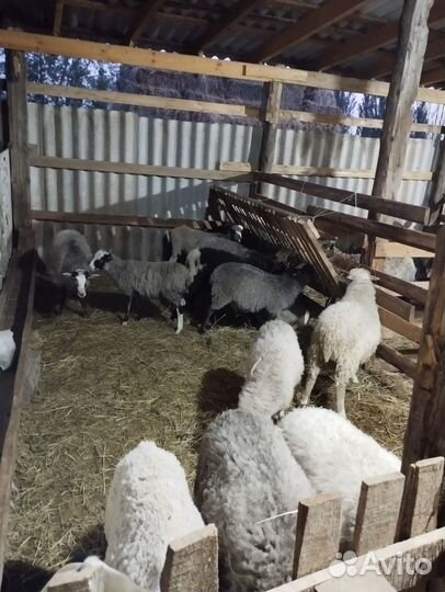 Овцы бараны