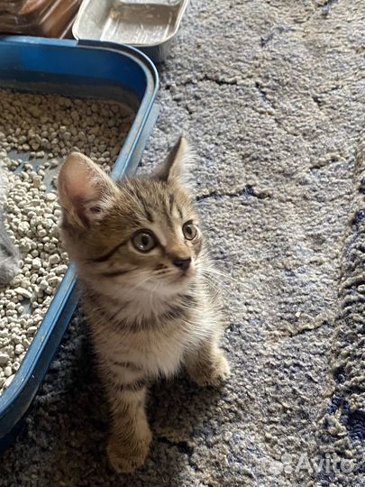 Котята в добрые руки даром