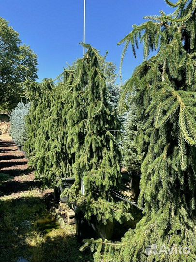 Ель обыкновенная Inversa/250-275 см контейнер 180л