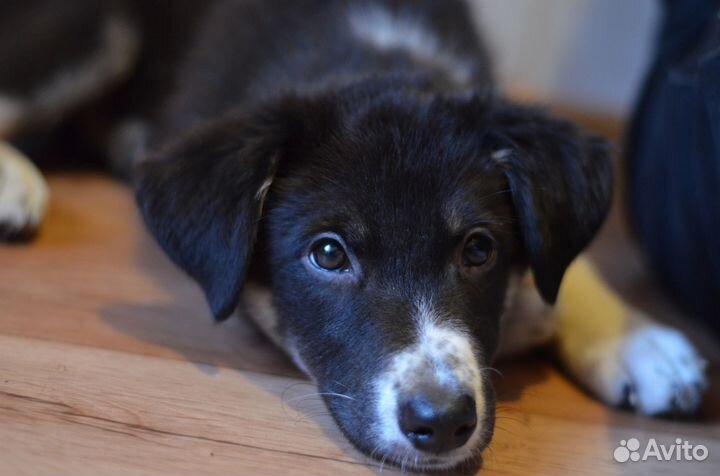 Щенок Черри в добрые руки