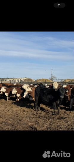 Телки 2023 года