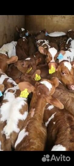 Телята бычки