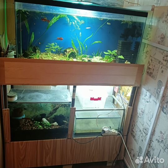 Стеллаж с аквариумами