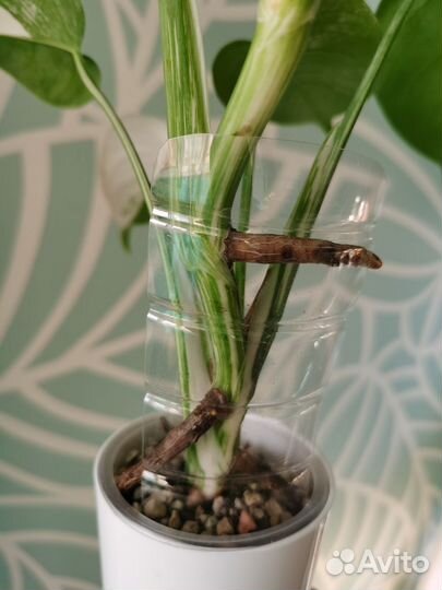 Монстера вариегатная Альба