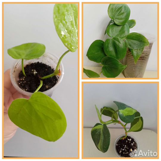 Филодендроны ампельные Сканденс