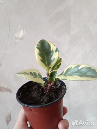 Кактусы и суккуленты